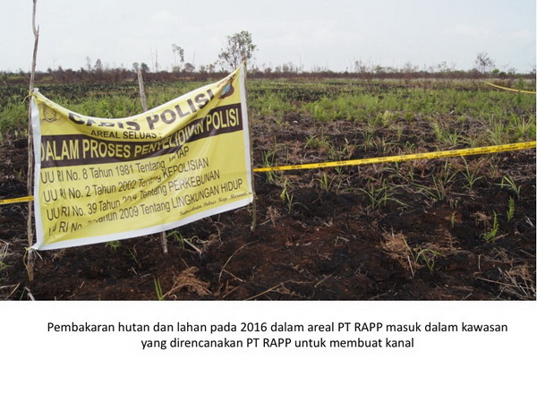 Cabut Izin Lahan Gambut, Jikalari Pinta Presiden Evaluasi RAPP-April Group